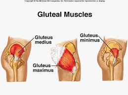gluteal muscles
