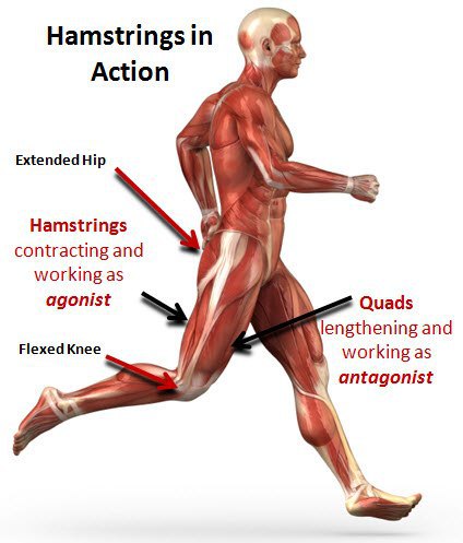 Hamstring Injury and Prevention